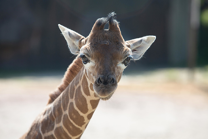 zoo knoxville baby giraffe bea