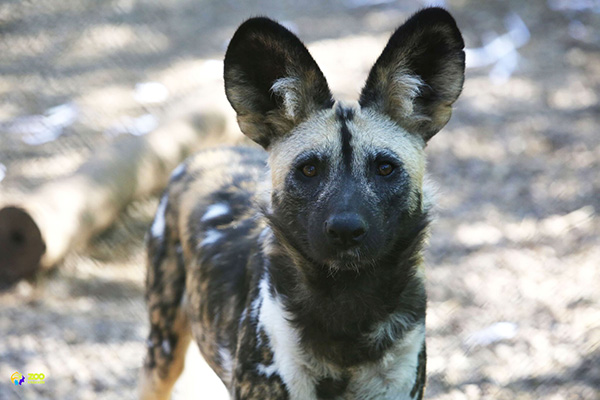 african painted dog pup