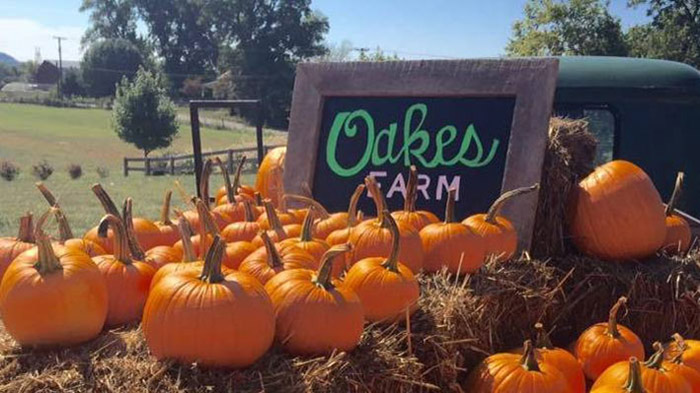 knoxville family fall festival at oakes farm