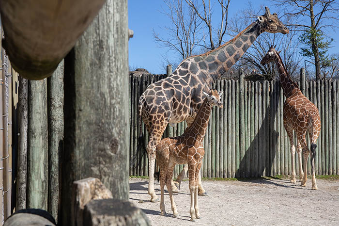 zoo knoxville baby giraffe