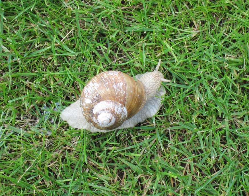 snail at luxembourg american cemetery
