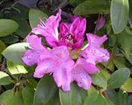 rhododenron