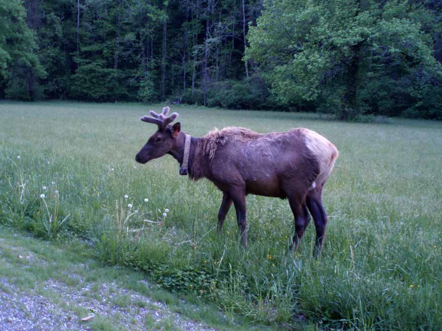 elk in great smoky mountains national park