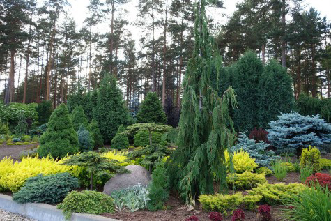 conifer garden