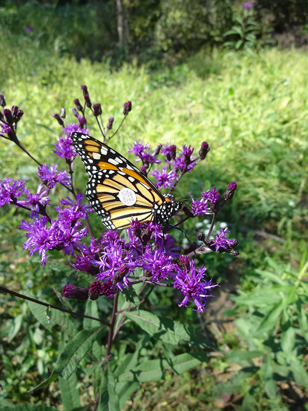 monarch tagging