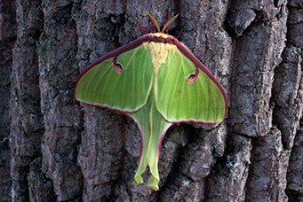 big south fork luna moth