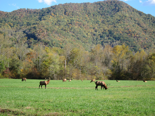 elk in great smoky mountains