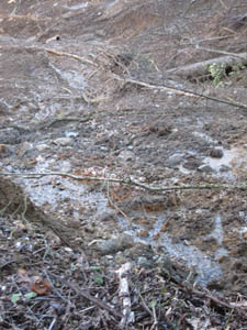 landslide spring