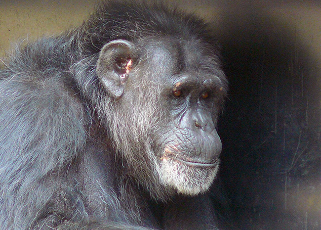 chimpanzee debbie