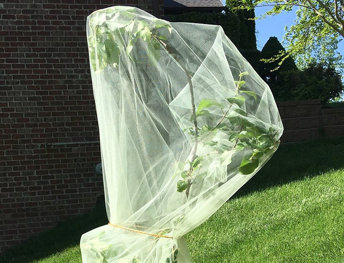 The 17year cicadas can damage your trees