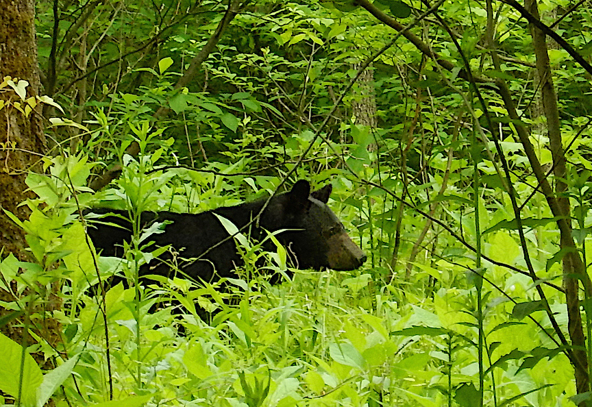 black bear cades cove