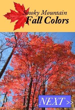 fall foliage