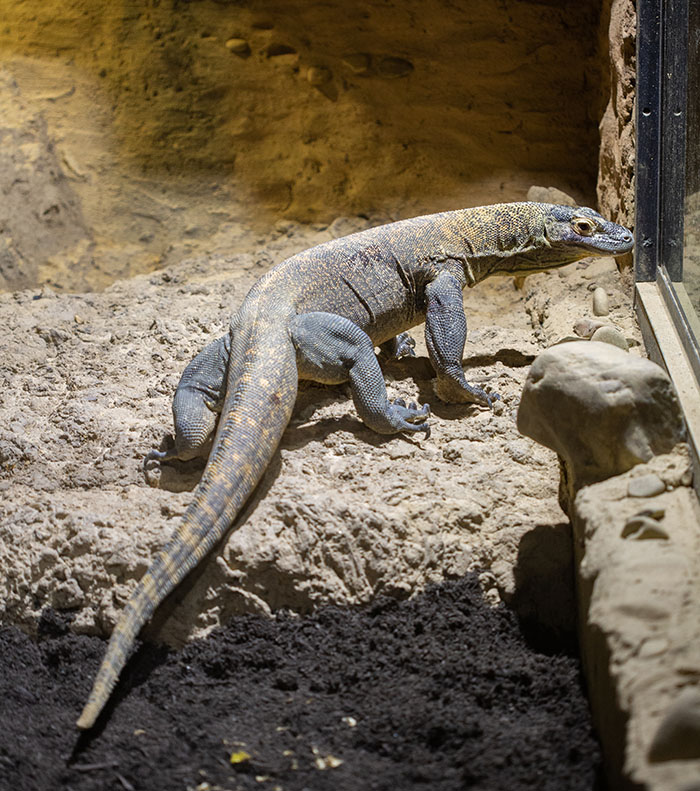 “Slim” the Komodo dragon takes up residency at Zoo Knoxville