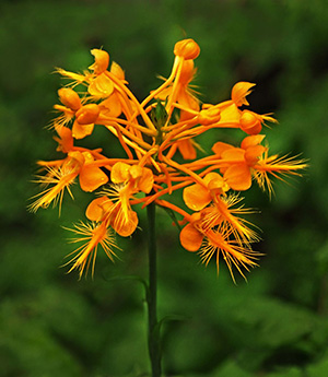 yellow fringed orchid big south fork NRRA photo contest