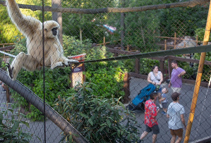 zoo knoxville craft bear night