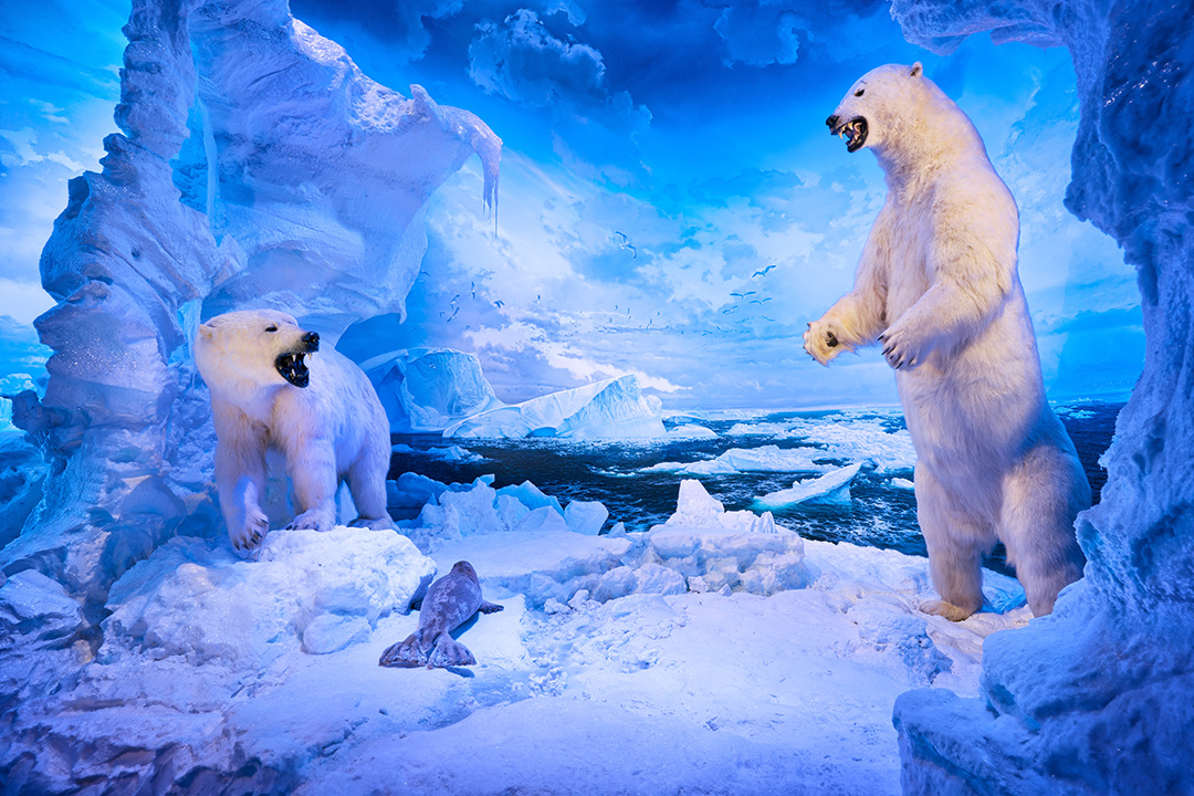 polar exhibition