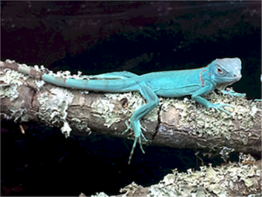 repticon