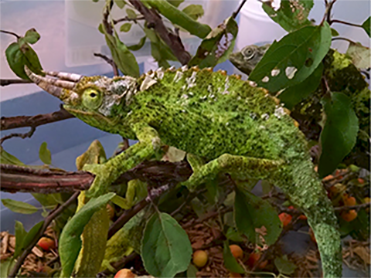 repticon