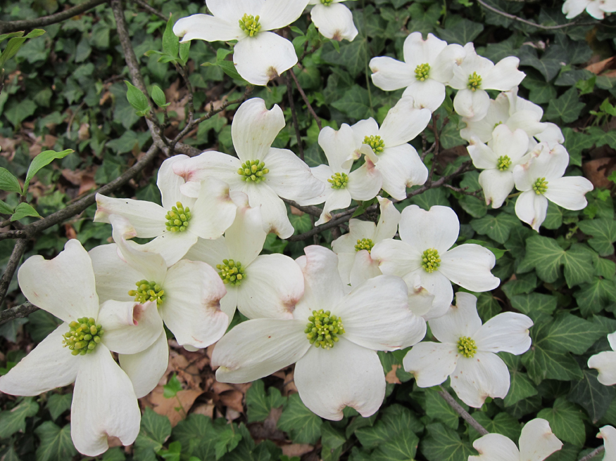 dogwood tree