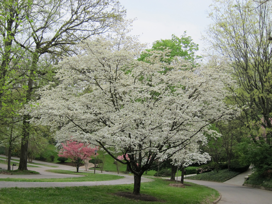 dogwood tree