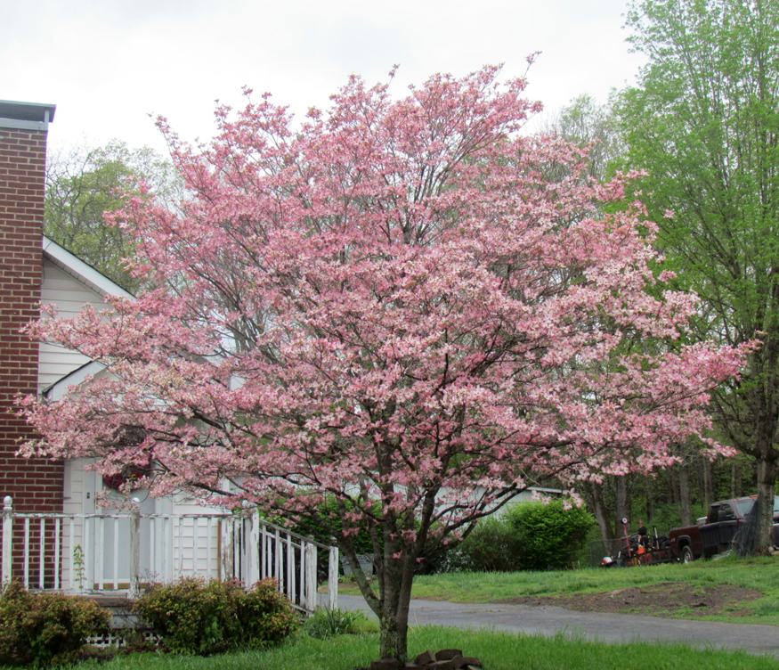 dogwood trail