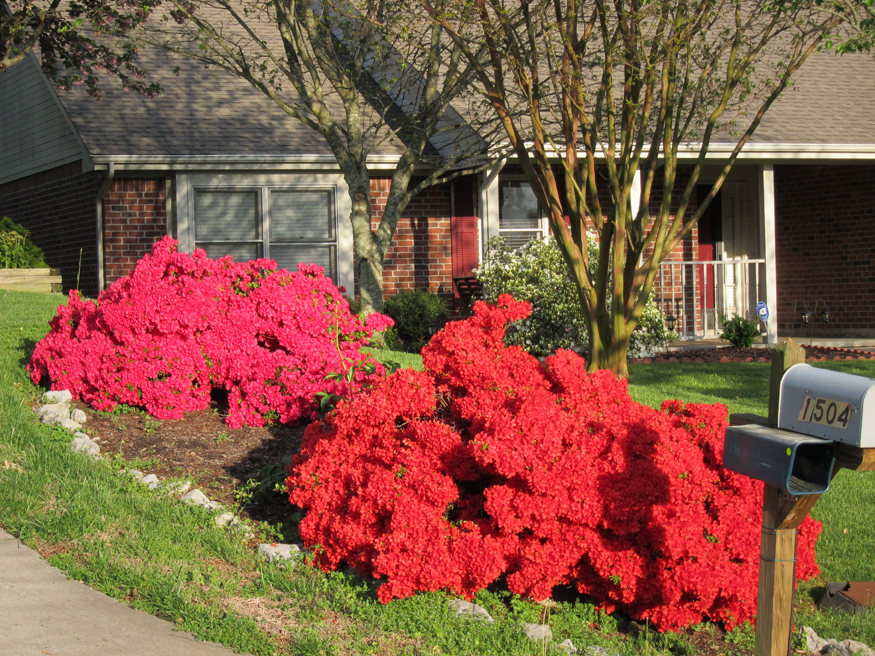 red azaleas