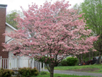 sequoyah hills dogwood trail