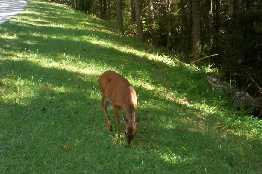 deer in cades cove