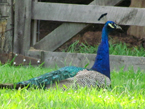 peacock