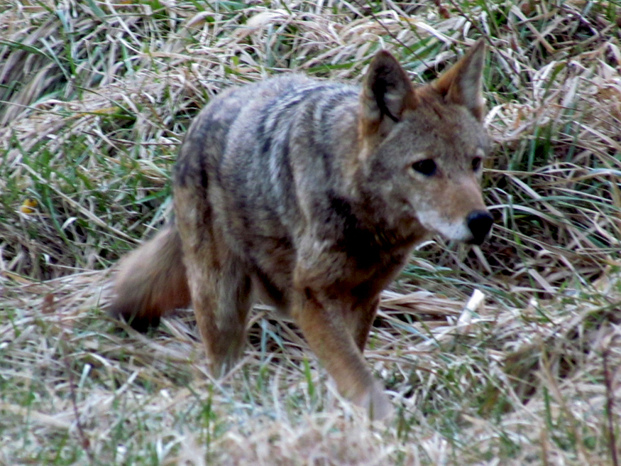 coyote in cades cove