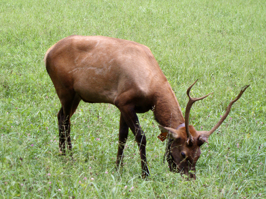 elk