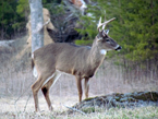 buck in cades cove