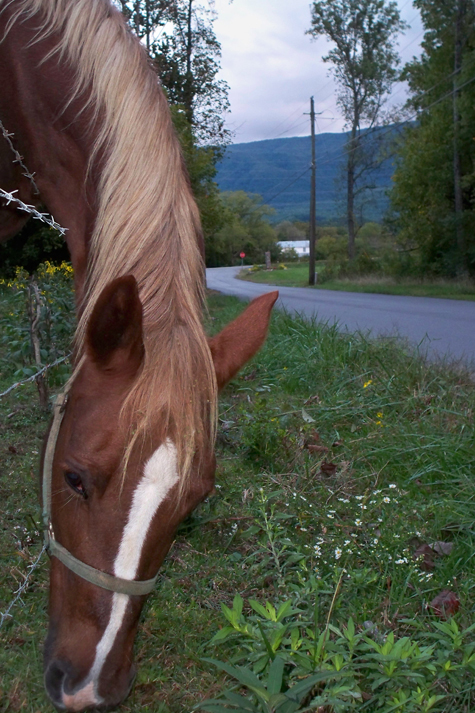 wears valley horse