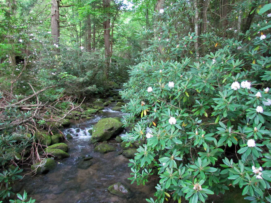 mountain laurel elkmont