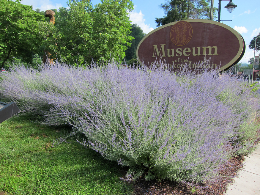 museum of the cherokee indian