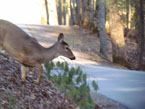 deer cades cove