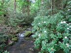 mountain laurel