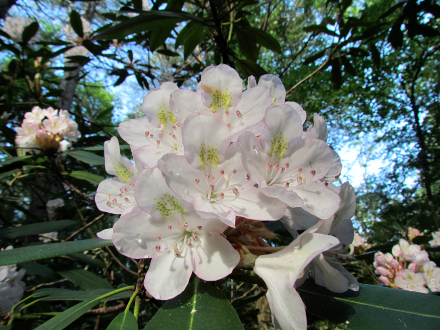 mountain laurel