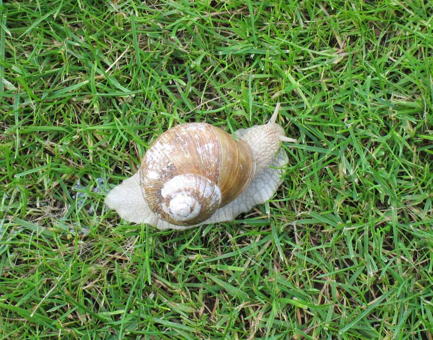 snail at luxembourg american cemetery