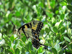 mountain laurel in elkmont