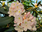 mountain laurel in elkmont