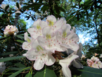 mountain laurel in elkmont