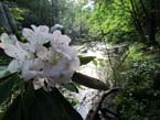 mountain laurel in elkmont