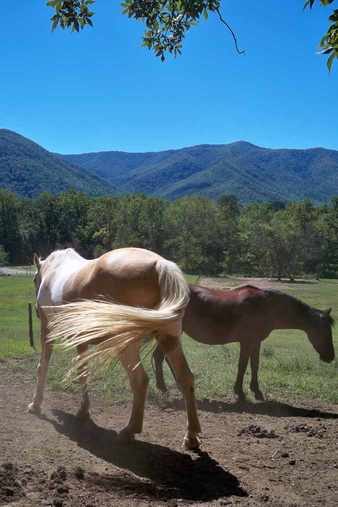 horses in cades cove