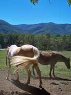 horses cades cove