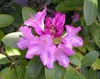 rhododendron