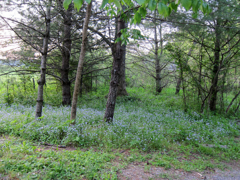 cades cove flora