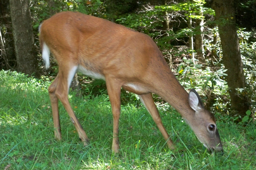 deer in cades cove