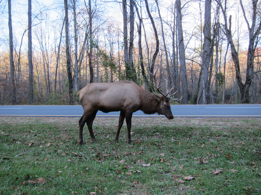 elk