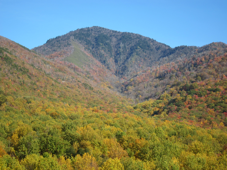 fall foliage